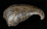 Fossil Cetacean (Whale) Ear Bone - Miocene #3489-1